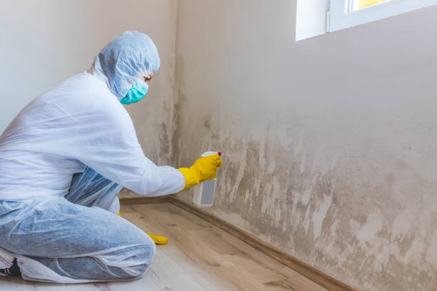 Licensed Attic Mold Removal service in Westmont, IL - WQB Mold Removal