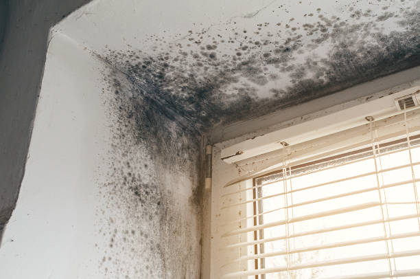 Affordable Attic Mold Removal solutions in Westmont, IL