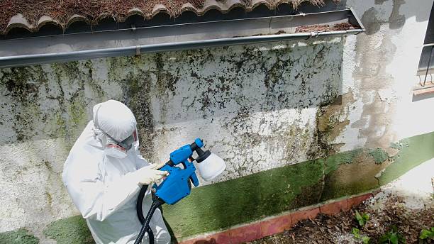 Top rated local Attic Mold Removal specialists in Westmont, IL